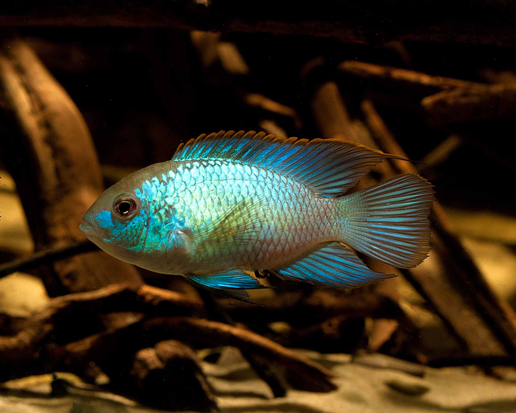 Neon Blue Aequidens pulcher